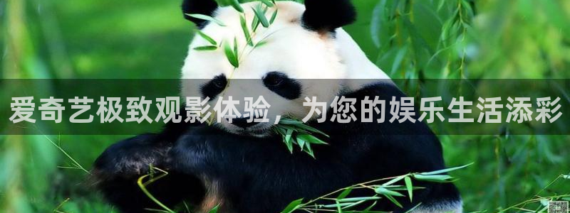 新航娱乐代理注册官网入口：爱奇艺极致观影体验，为您的娱乐生活添彩